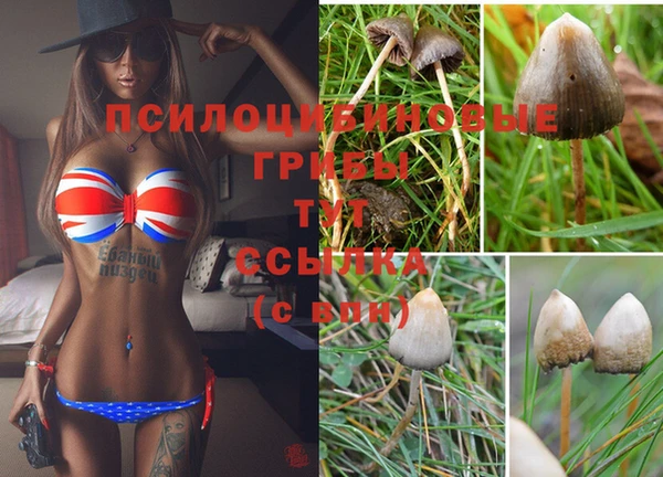 apvp Билибино